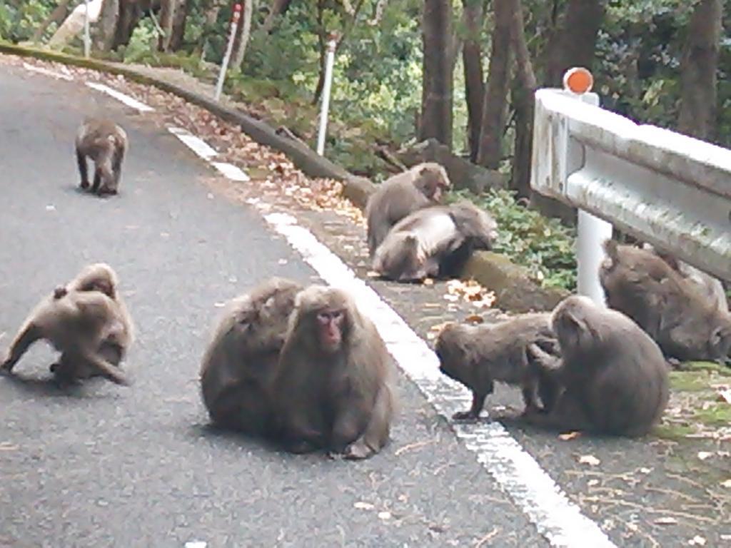 Daichan House Yakushima  Bagian luar foto